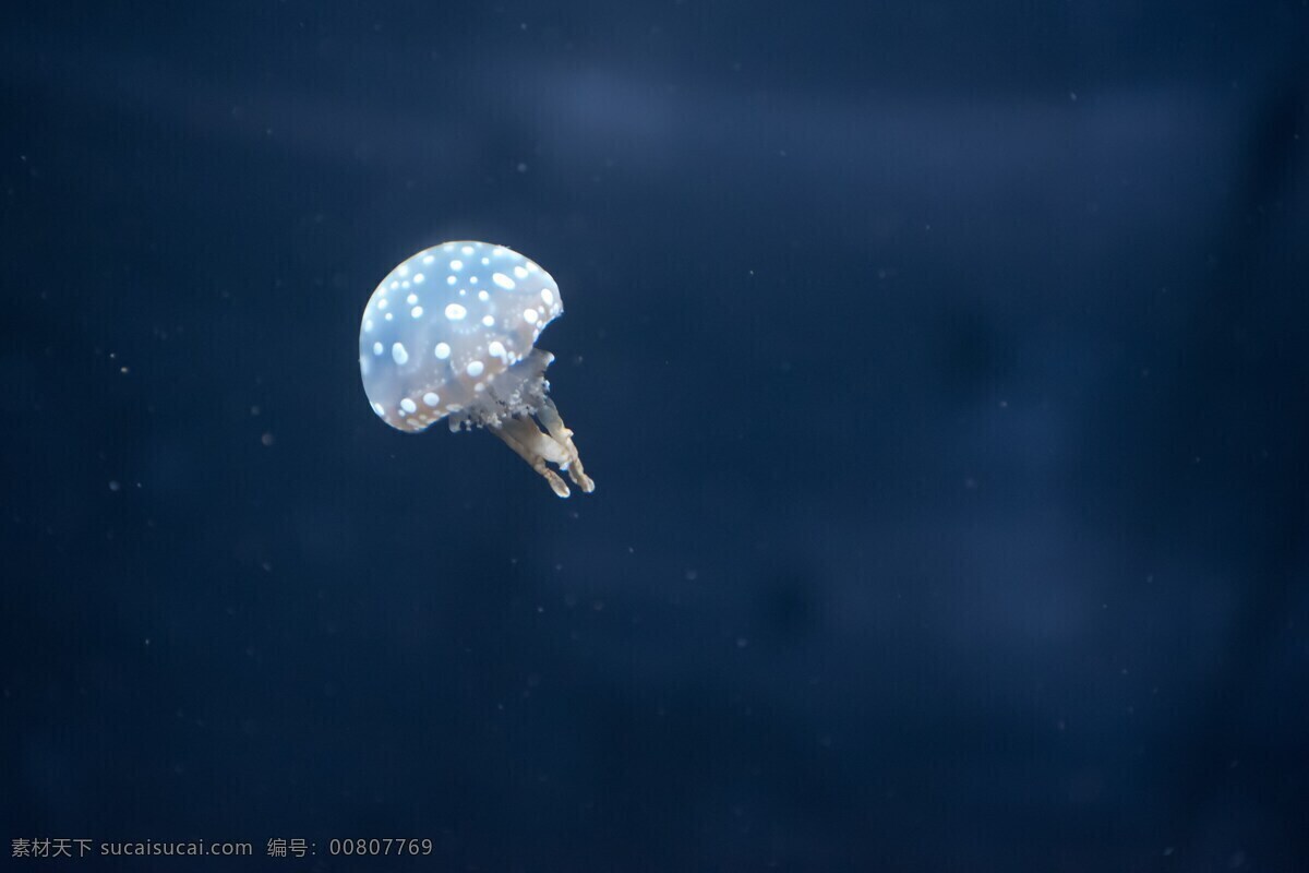 水母 海洋動(dòng)物 水產(chǎn) 動(dòng)物 生物 生物世界 海洋生物