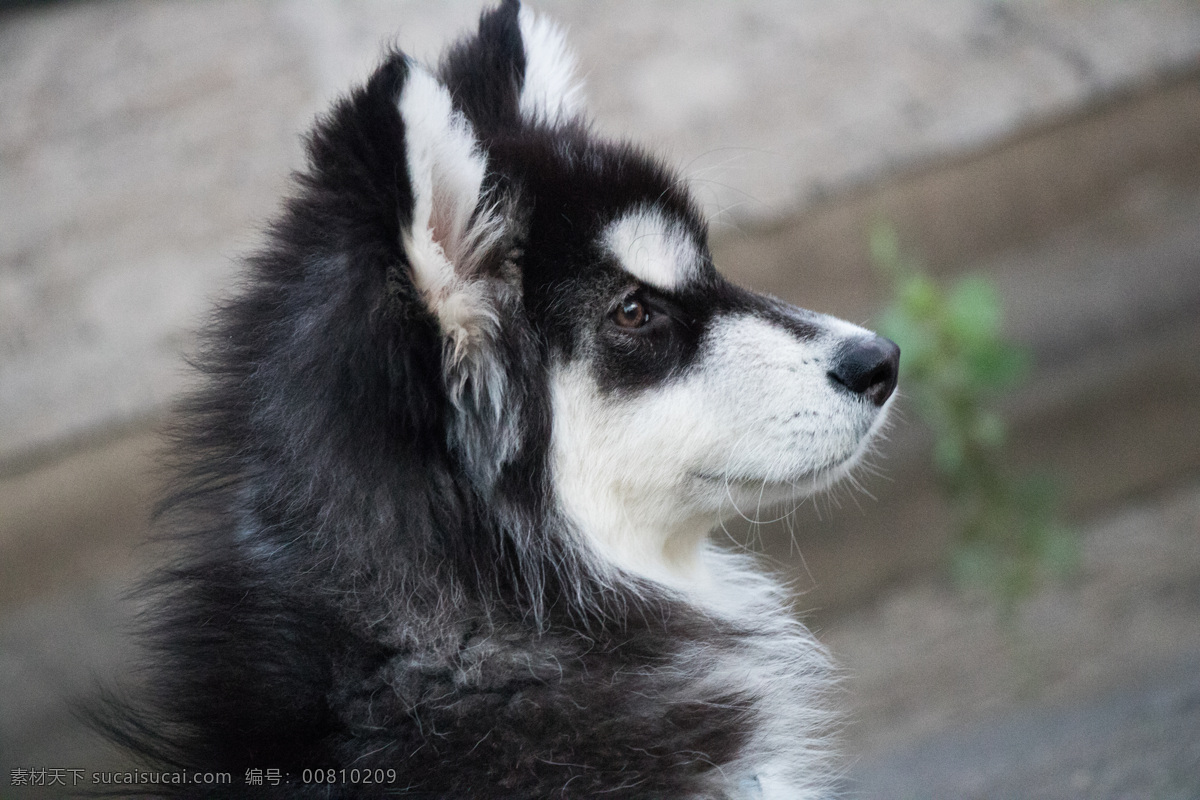 犬 阿拉斯加 狗 哈士奇 雪橇犬 雪橇 爱斯基摩 二哈 吵架 可爱 遛狗 玩 大型 大型犬 大型狗 小狗 动物 生物世界 家禽家畜