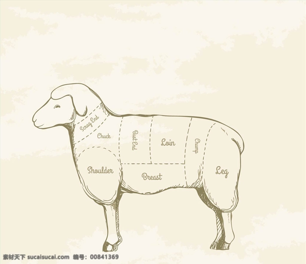 羊肉切绘画 食品 动物 农场 肉类 绘画 羊肉 零件