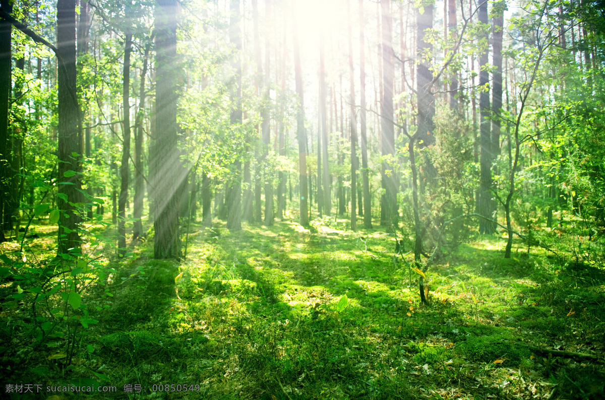 森林 中 阳光 树林树木 绿色森林 中的阳光 山水风景 自然景观 自然风景
