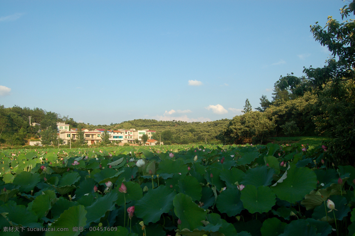 夏景 農(nóng)村夏景 夏季風(fēng)光 荷塘 鄉(xiāng)村荷塘 自然景觀 田園風(fēng)光