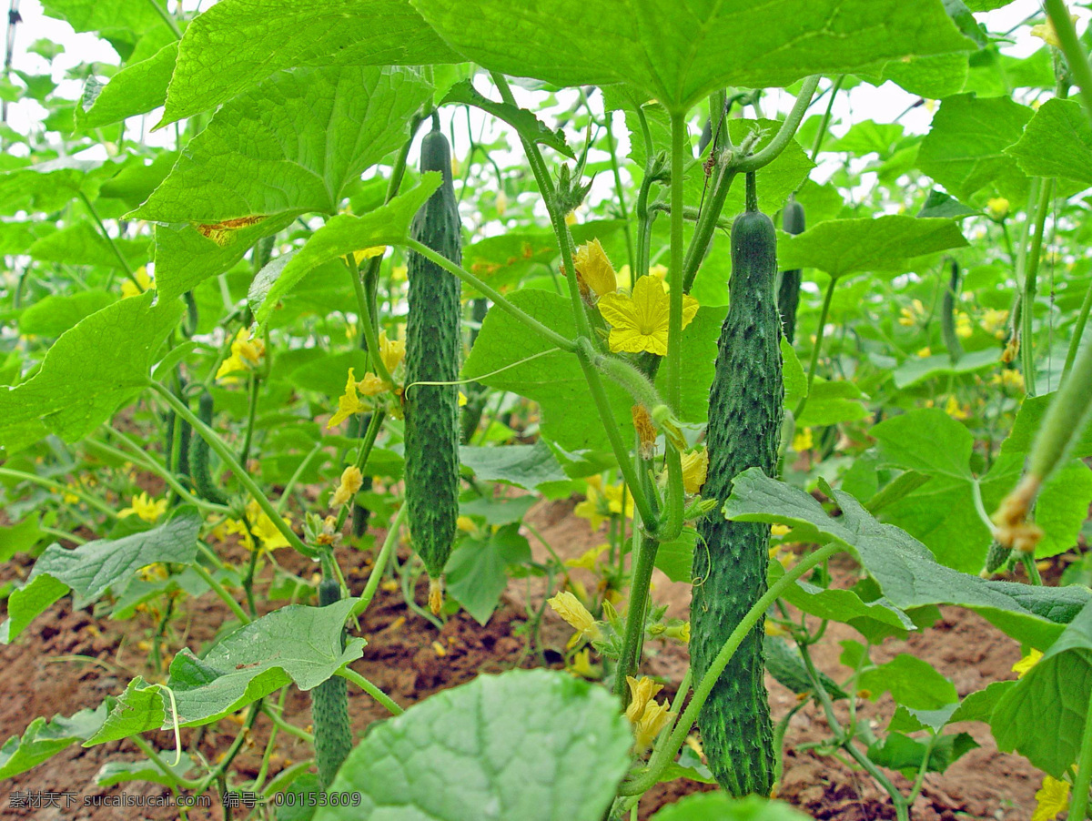 黃瓜 農(nóng)業(yè) 農(nóng)場(chǎng) 種植 菜地 菜園 蔬菜園 蔬菜 大棚 大棚蔬菜 蔬菜管理 蔬菜基地 蔬菜種植 生物世界