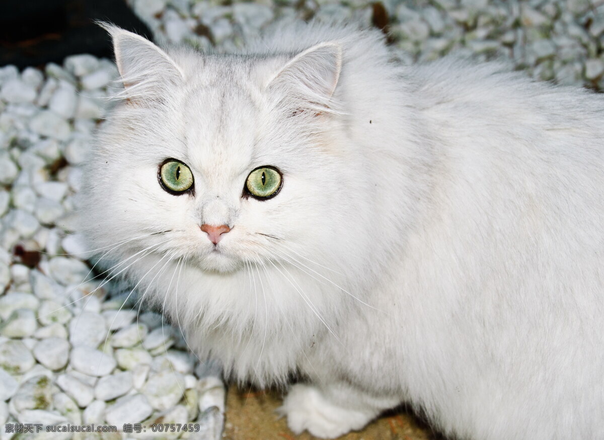 雪白色 小 猫咪 高清 可爱猫咪图片 小猫咪图片 猫咪图片 白色猫咪 小猫图片 小猫咪