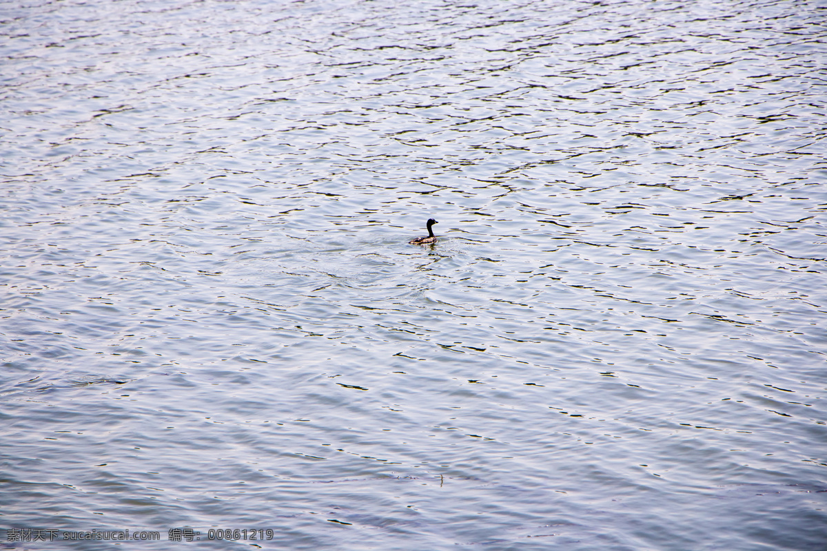 湖中图片 湖水 鸭子 意境 波纹 空寂 旅游摄影 自然风景