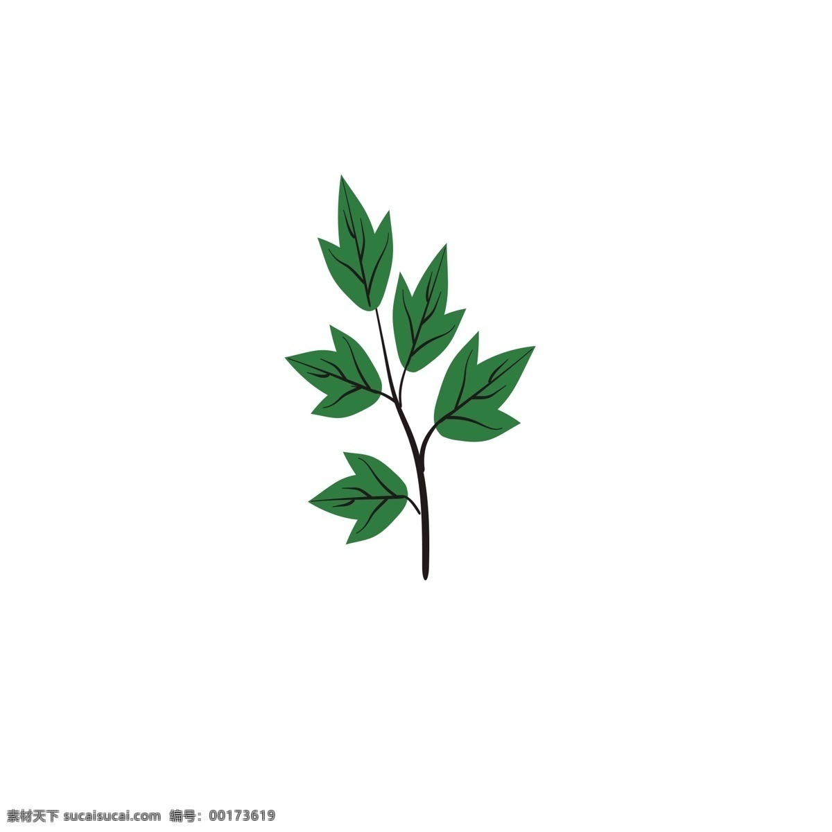 綠色 葉子 五 片 樹葉 植物 三瓣 樹枝 春天 生長