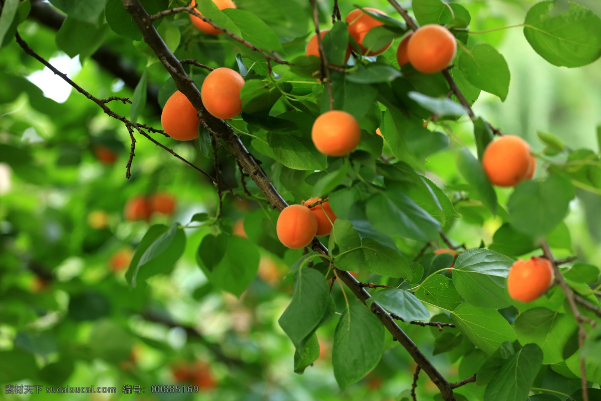百 果园 硕果累累 杏 黄杏 黄杏熟了 水果 杏树 生物世界