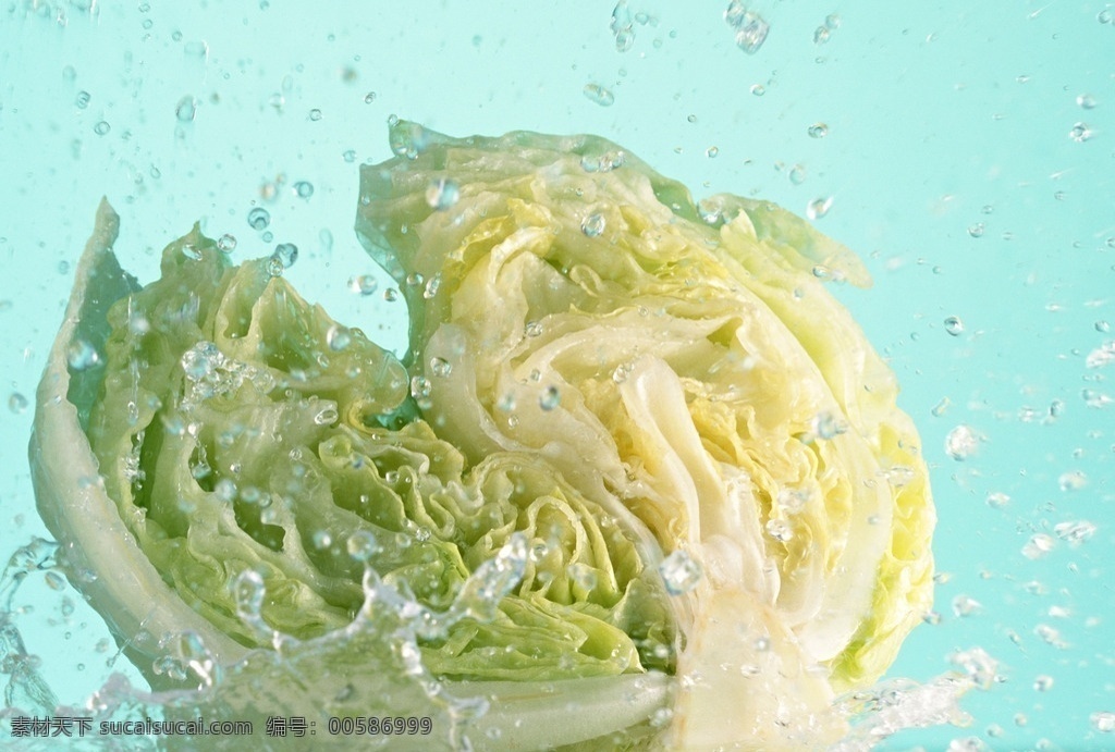 包菜 蔬菜 素菜 綠色蔬菜 水 水濺包菜 生物世界