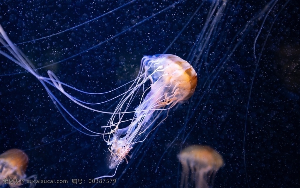 水母 軟體 浮游 觸須 彩色 水族 斑斕 海洋 動物 生物世界 海洋生物
