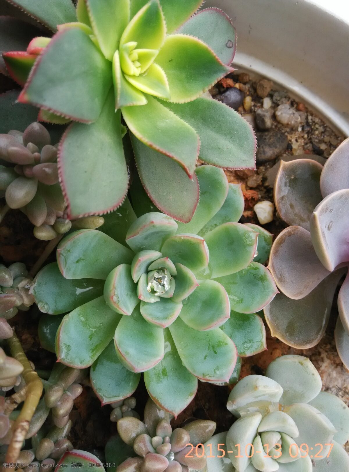 局部高清 特寫 植物 多肉 生物世界 花草 黑色