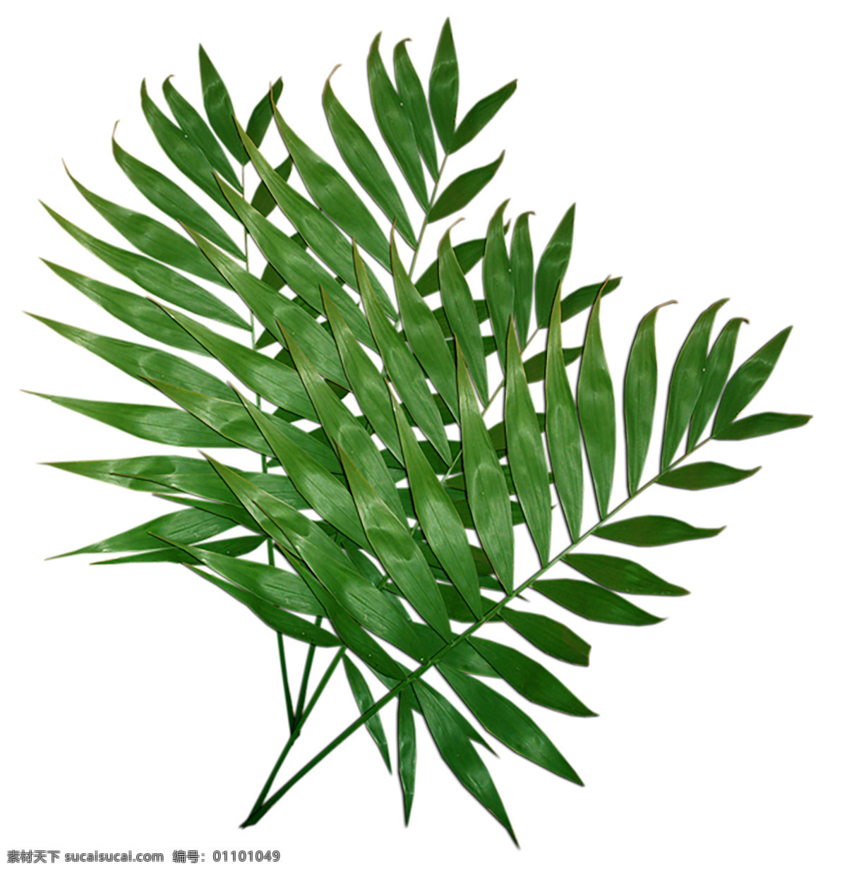 綠葉png 新鮮綠色 綠色枝條 花藝 嫩葉 綠葉 自然 植物