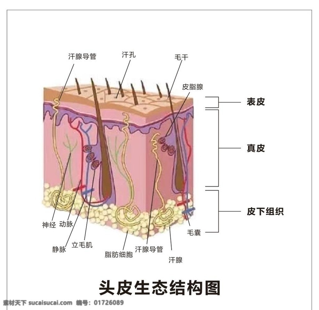 头皮 生态 结构图 表皮 皮下组织