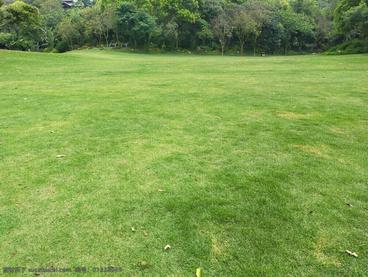 草地圖片 草地 草 綠草 草地背景 綠色背景 綠色 春天 園林綠化 花草樹(shù)木 生物世界 花草