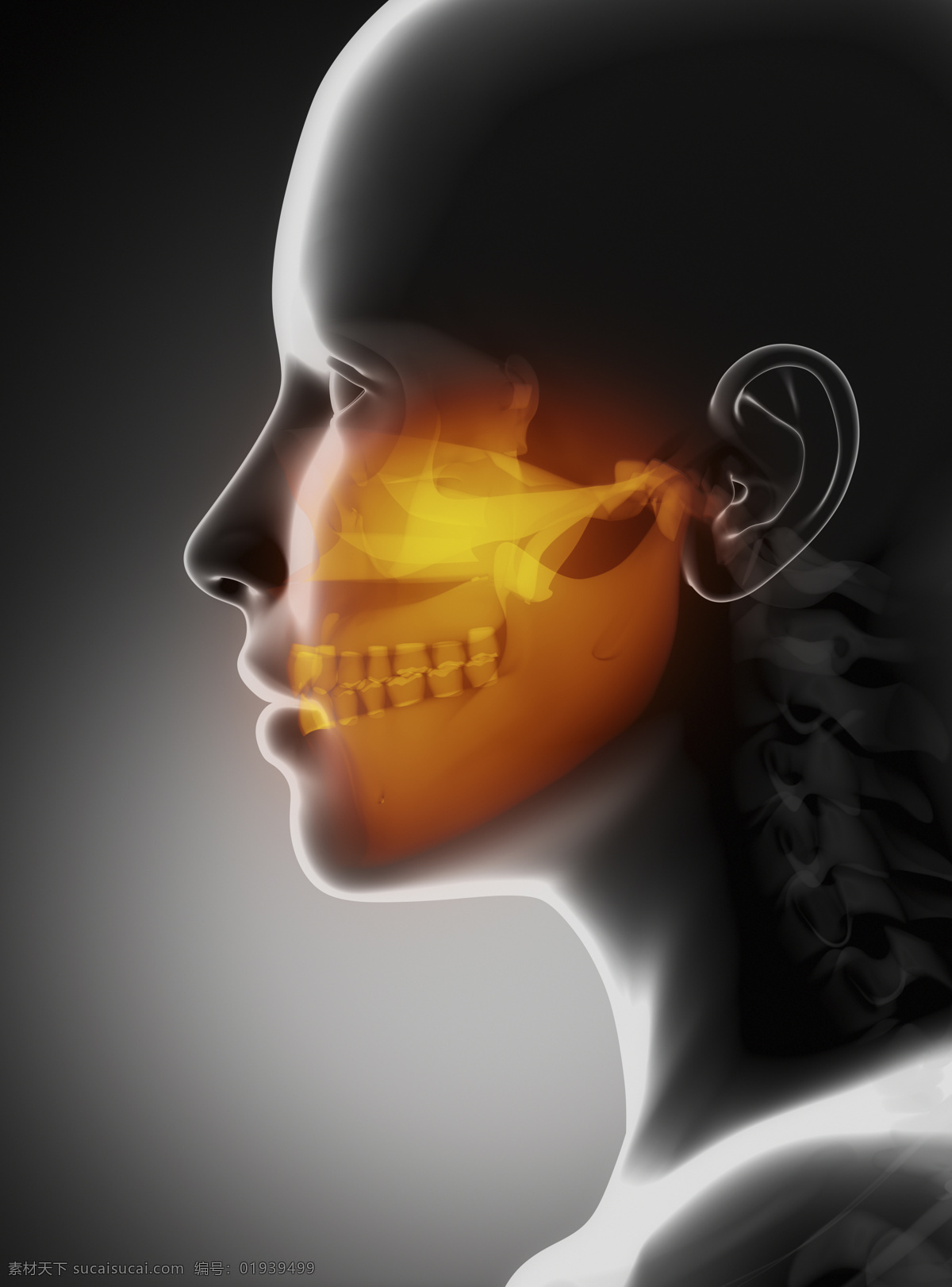 人体 头骨 ct 人体头骨 男性人体器官 医疗科学 医学 人体器官图 人物图片