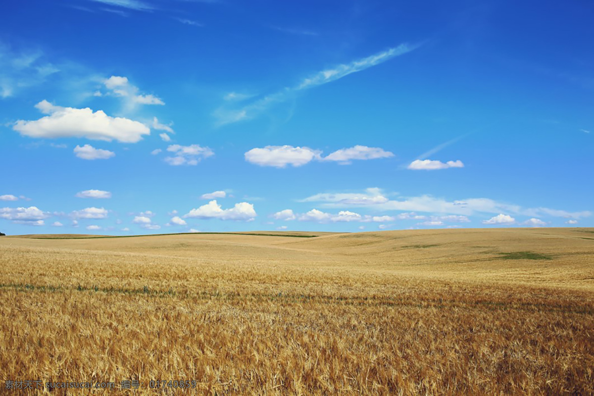 晴空万里 蓝天 白云 黄色麦田 一大片 收获的季节 自然景观 自然风景