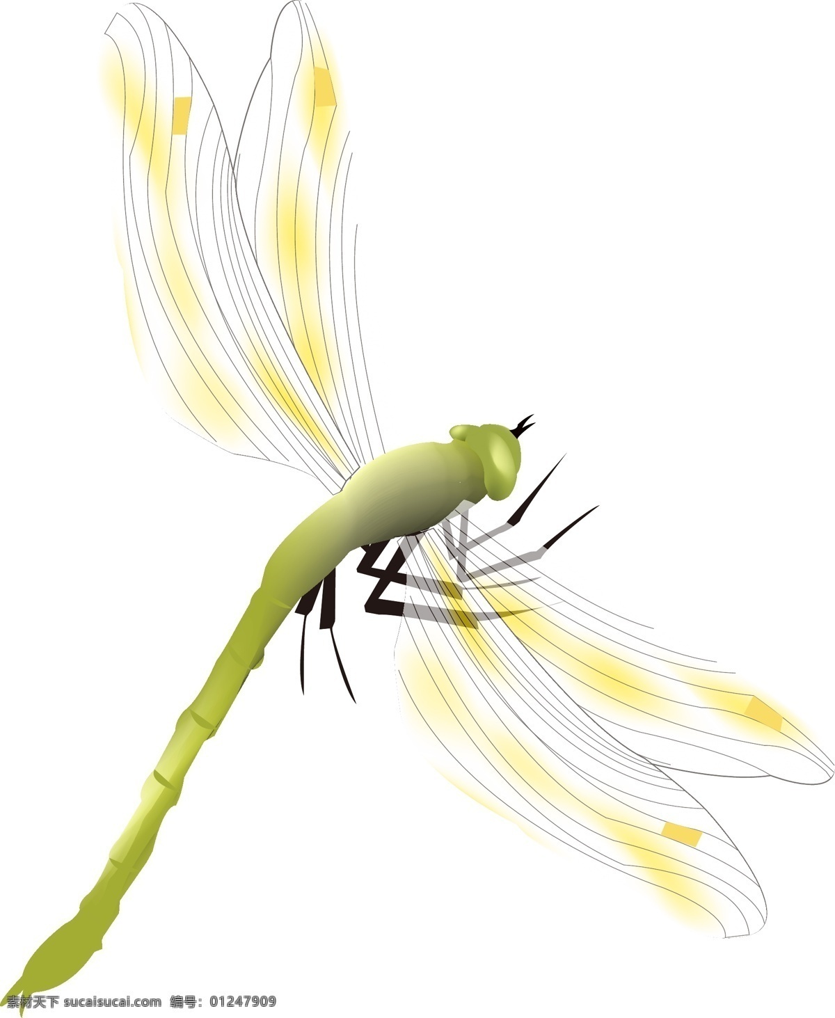 飛行 類 昆蟲 蜻蜓 插畫 漂亮 生動(dòng) 綠色