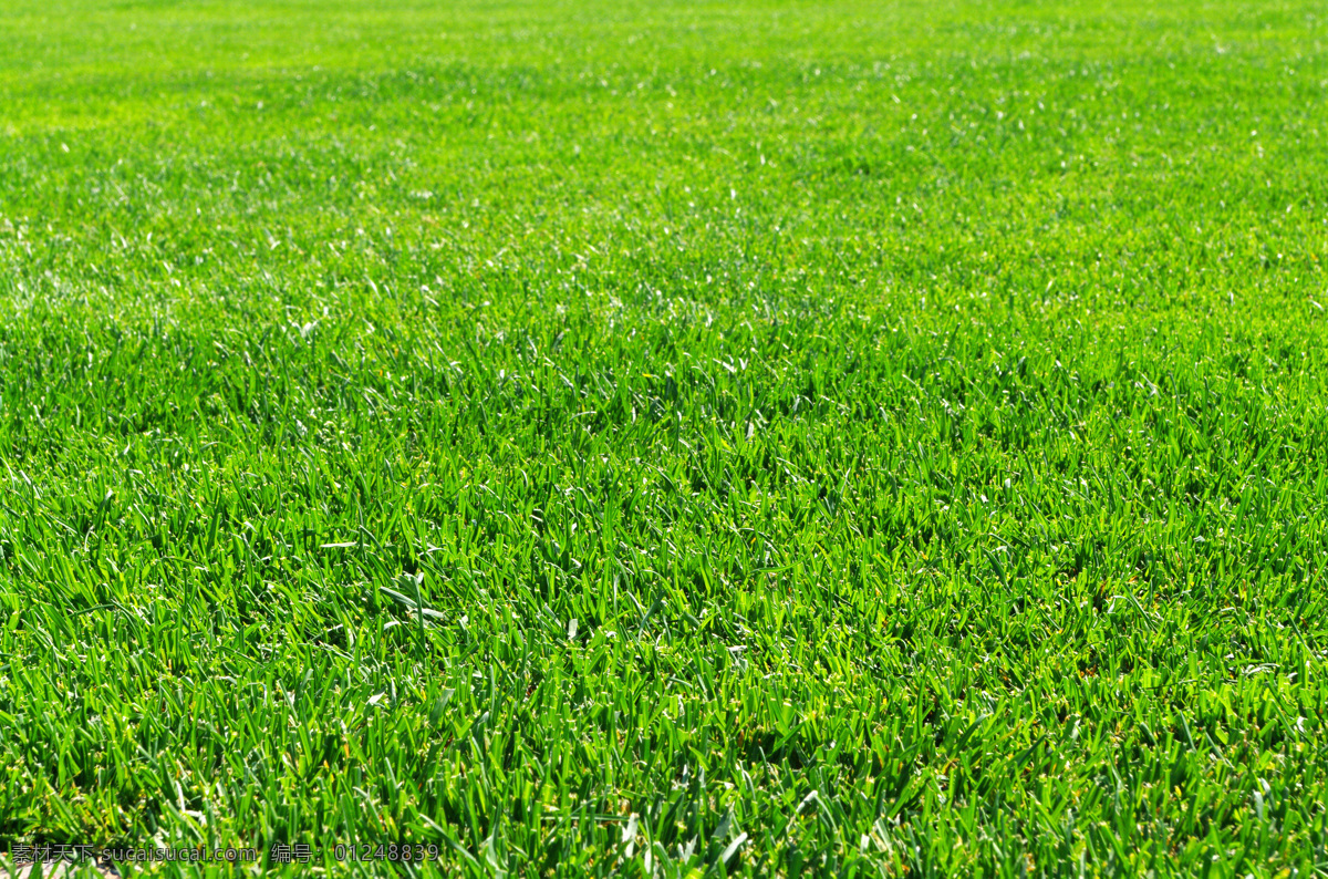 绿色草坪 草坪 绿色 护眼 草地 绿草 背景 壁纸 自然景观 自然风景