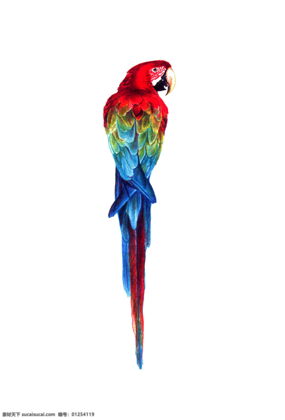 手绘彩色鹦鹉 手绘 彩铅 动物 动物园素材 鹦鹉 生物世界 野生动物