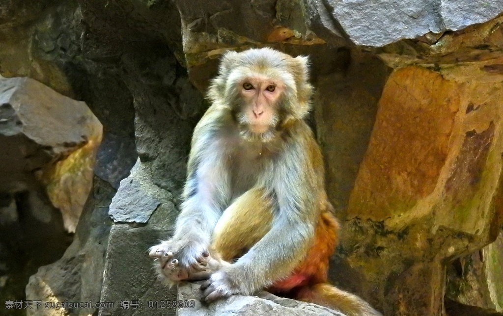 猴子 高清 拍摄 素材图片 野生动物 喂猴子 野生猴子 生物世界