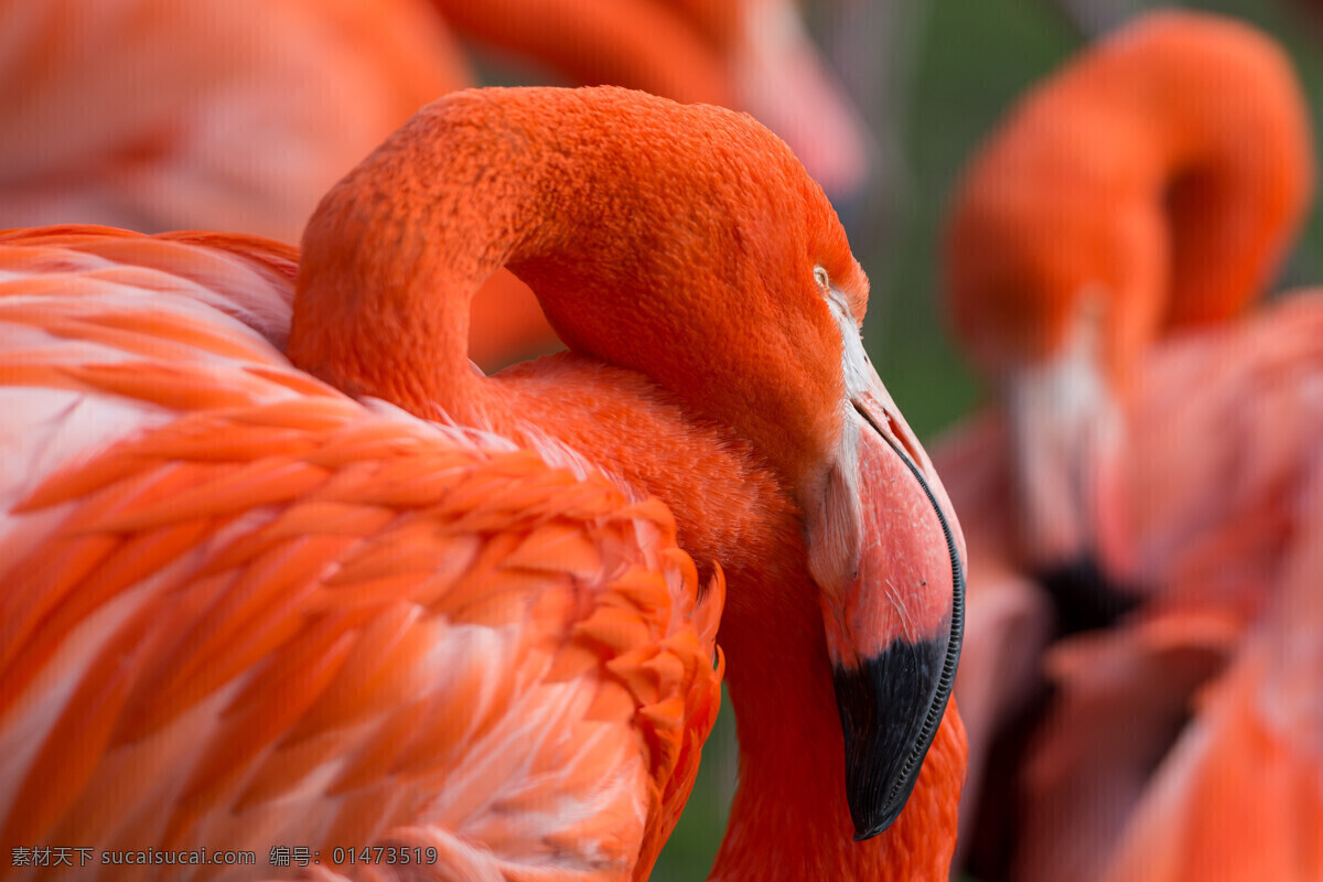 火烈鳥 鳥類 禽類 飛鳥 動物 野生動物 昆蟲 生物世界