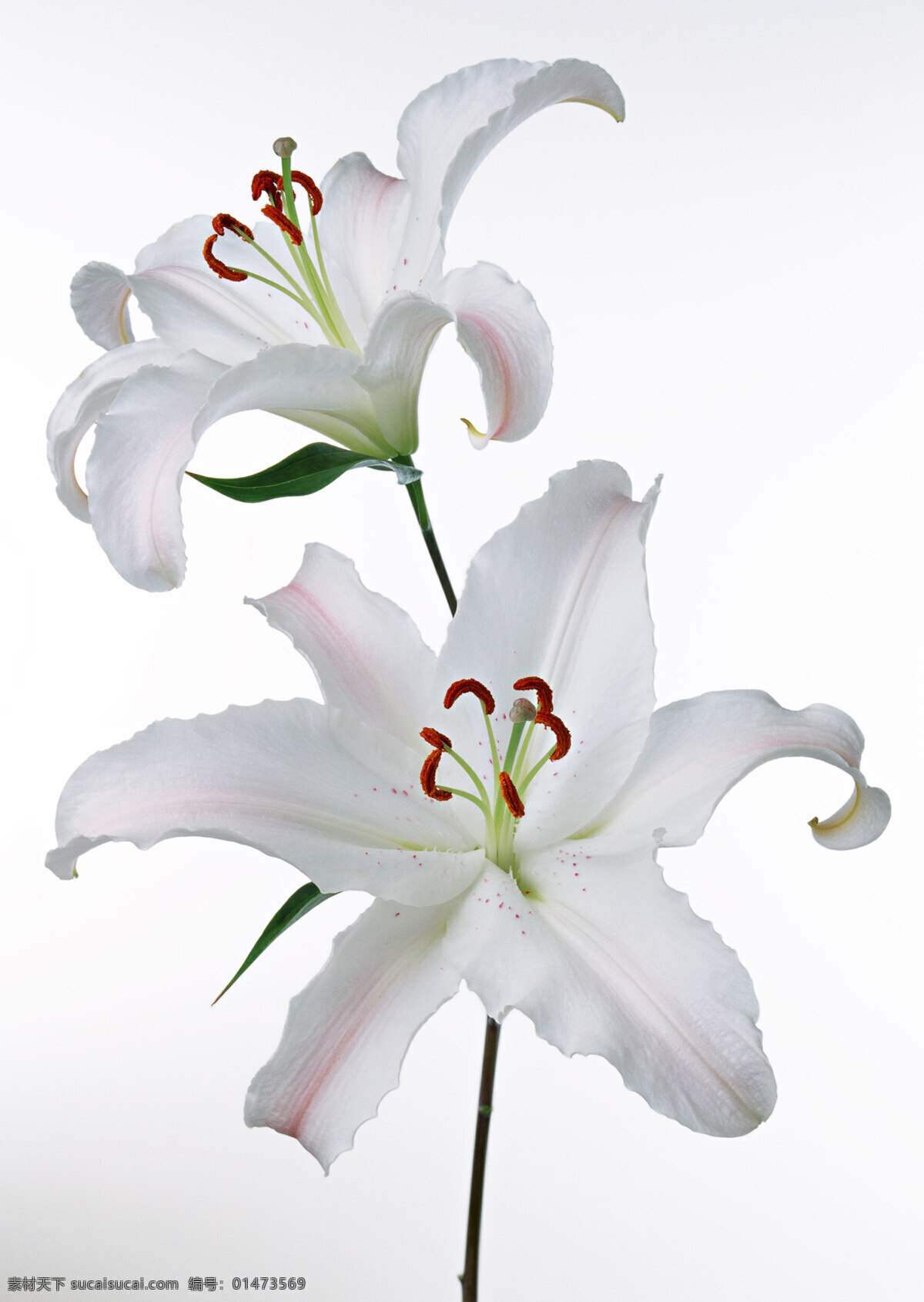 2朵百合 百合花 白色 白底 花 真花 強蜀 番韭 山丹 倒仙 重邁 中庭 摩羅 重箱 中逢花 百合蒜 大師傅蒜 蒜腦薯 夜合花 共享 生物世界 花草