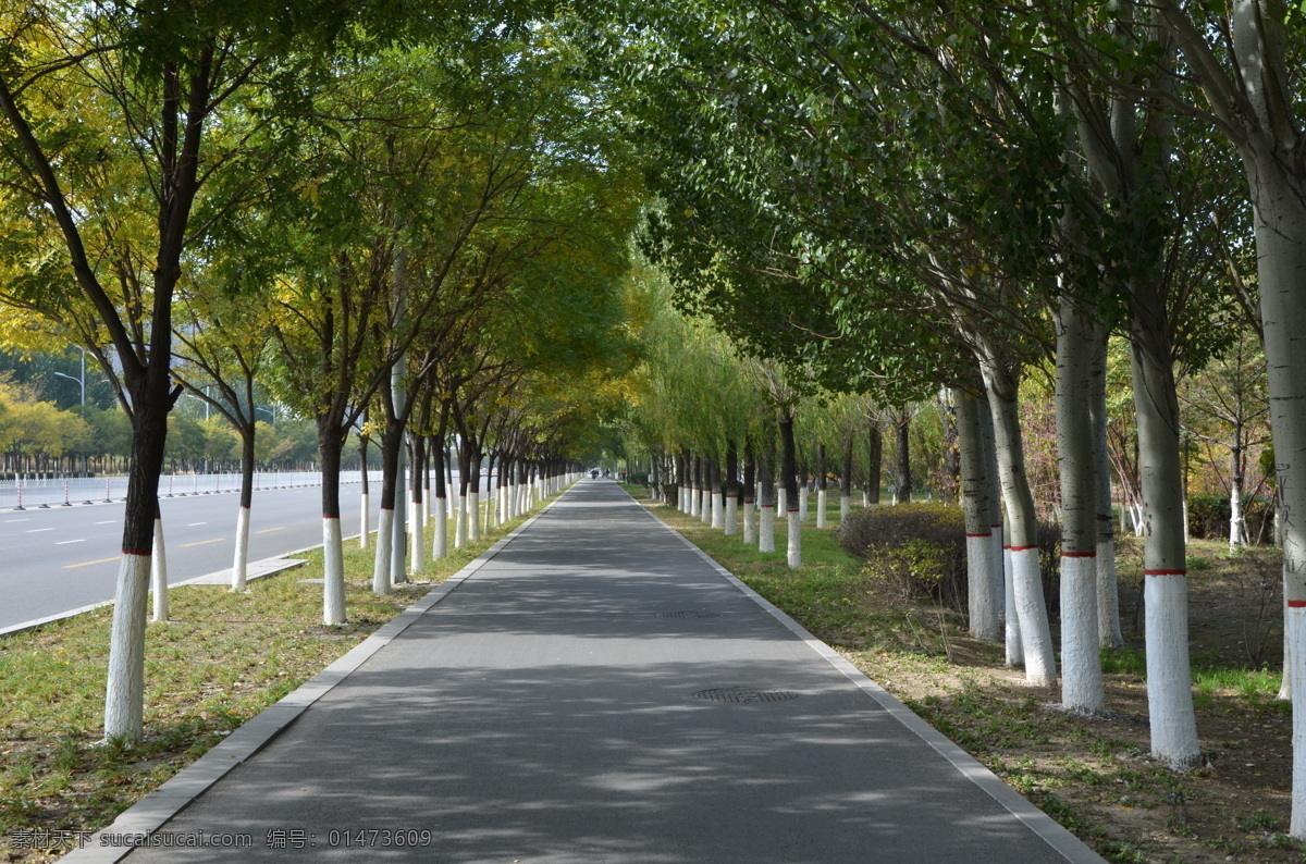 街景 街道 步行街 樹木 城市 旅游攝影 國內(nèi)旅游