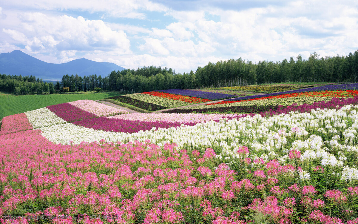 唯美 風(fēng)景 風(fēng)光 旅行 日本 北海道 自然 藍(lán)天 白云 花海 花 旅游攝影 國(guó)外旅游 風(fēng)景圖片 花素材 田園 田園風(fēng)光 共享素材