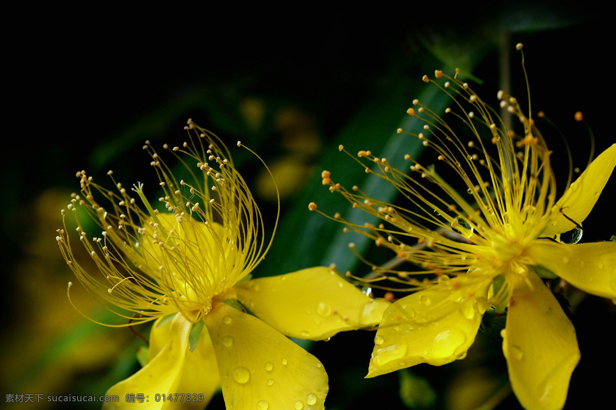 甜美 金絲 桃 花卉