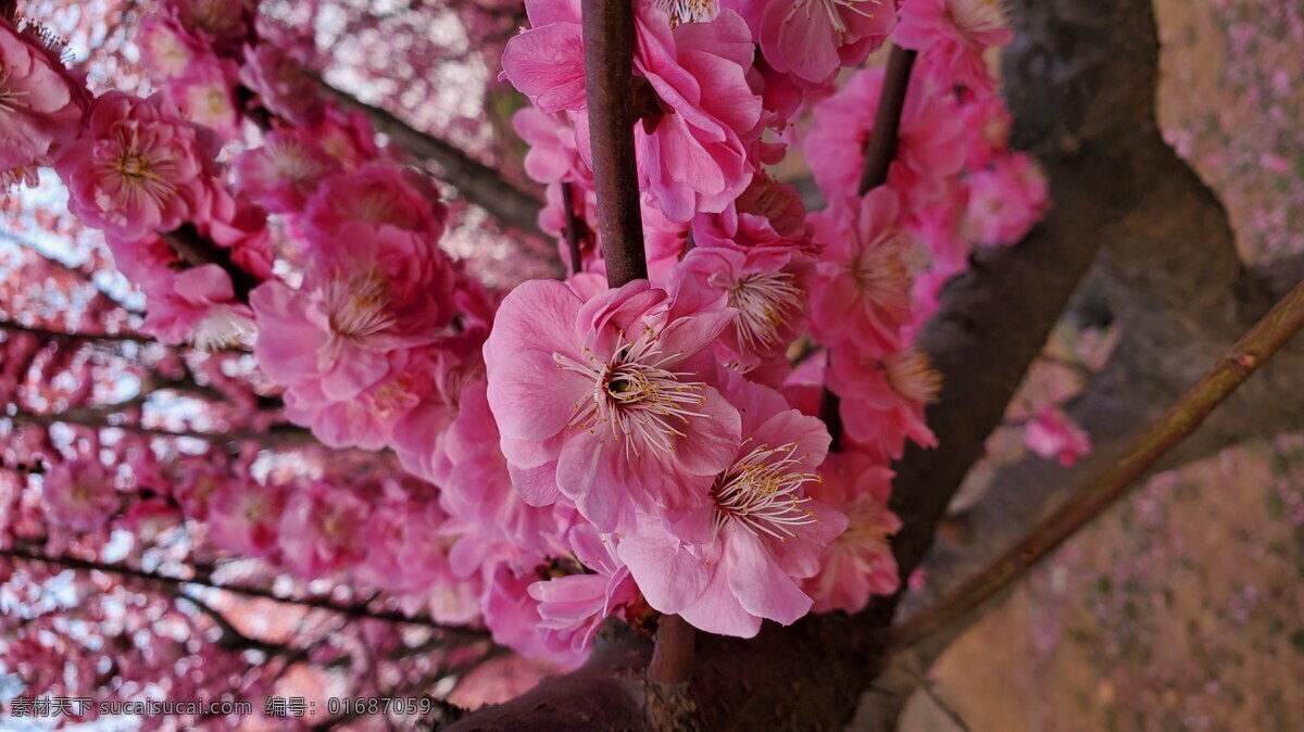 梅花 桃花 花壁紙 桌面 櫻花 鮮花 花香 手機(jī)壁紙 豎屏壁紙 自然景觀 山水風(fēng)景