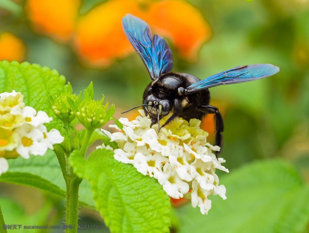 蜜蜂 昆虫 蜂子 采花 樱花 春天 花卉 花朵 自然景观 自然风景