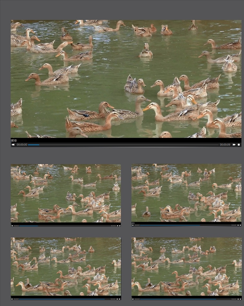 湖中 戏水 一群 鸭子 视频 戏水的鸭子 一群鸭子 水中的鸭子 鸭子养殖视频 鸭子视频 多媒体 实拍视频 动物植物 mp4