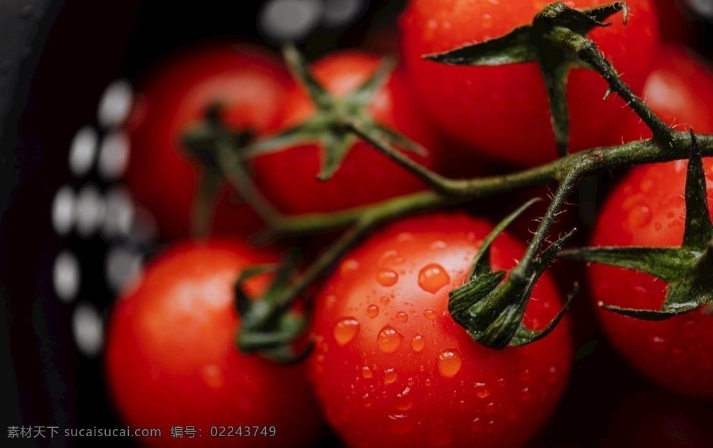 番茄图片 番茄 蔬菜 西红柿 圣女果 红番茄 菜 新鲜 超市 健康 食品 沙拉 健康食品 水果 食物 营养 番茄酱 番茄摄影 番茄设计 番茄拍摄 番茄特写 小番茄 大番茄 番茄png 番茄抠图 生物世界