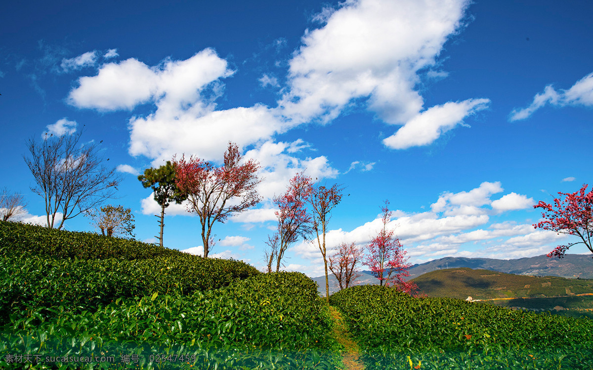 無(wú)量山 櫻花 谷 自然風(fēng)光 櫻花谷 唯美 田園 風(fēng)景 自然景觀 田園風(fēng)光