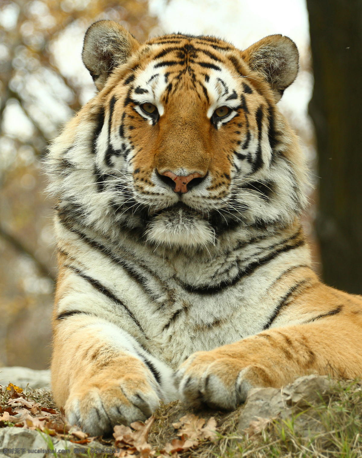老虎圖片素材 老虎 虎 生物世界 野生動物 動物 陸地動物