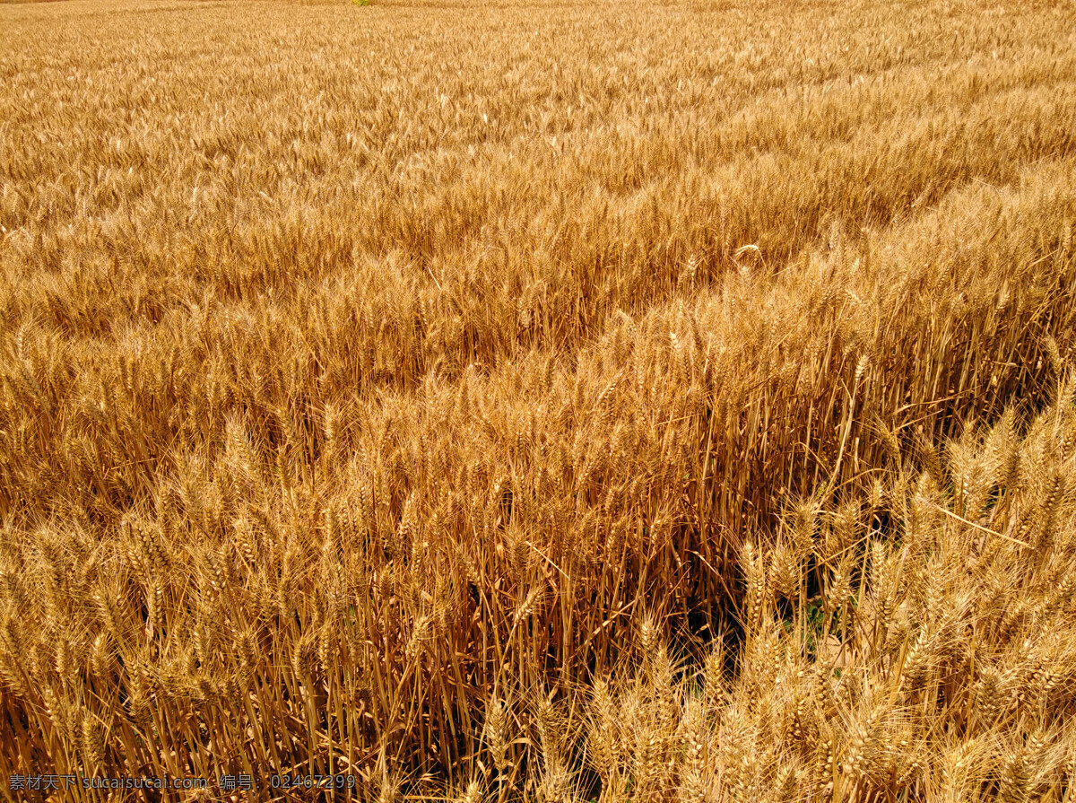 风吹麦浪 麦子 金黄的 小麦 大麦 收割 成熟的小麦 金黄的麦子 麦浪 成熟 自然景观 自然风景
