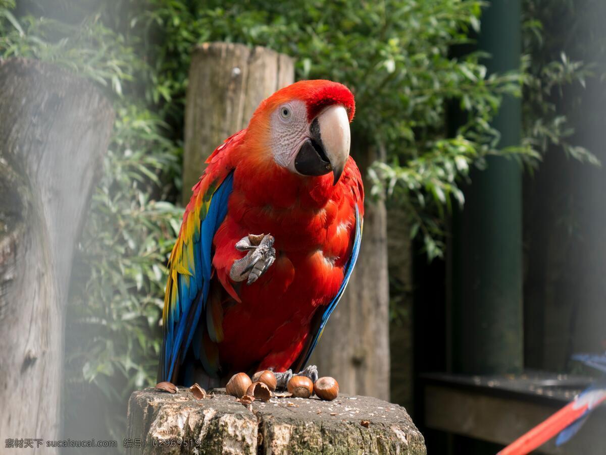 金刚鹦鹉 鹦鹉 观赏鸟 宠物鸟 宠物鹦鹉 生物世界 鸟类