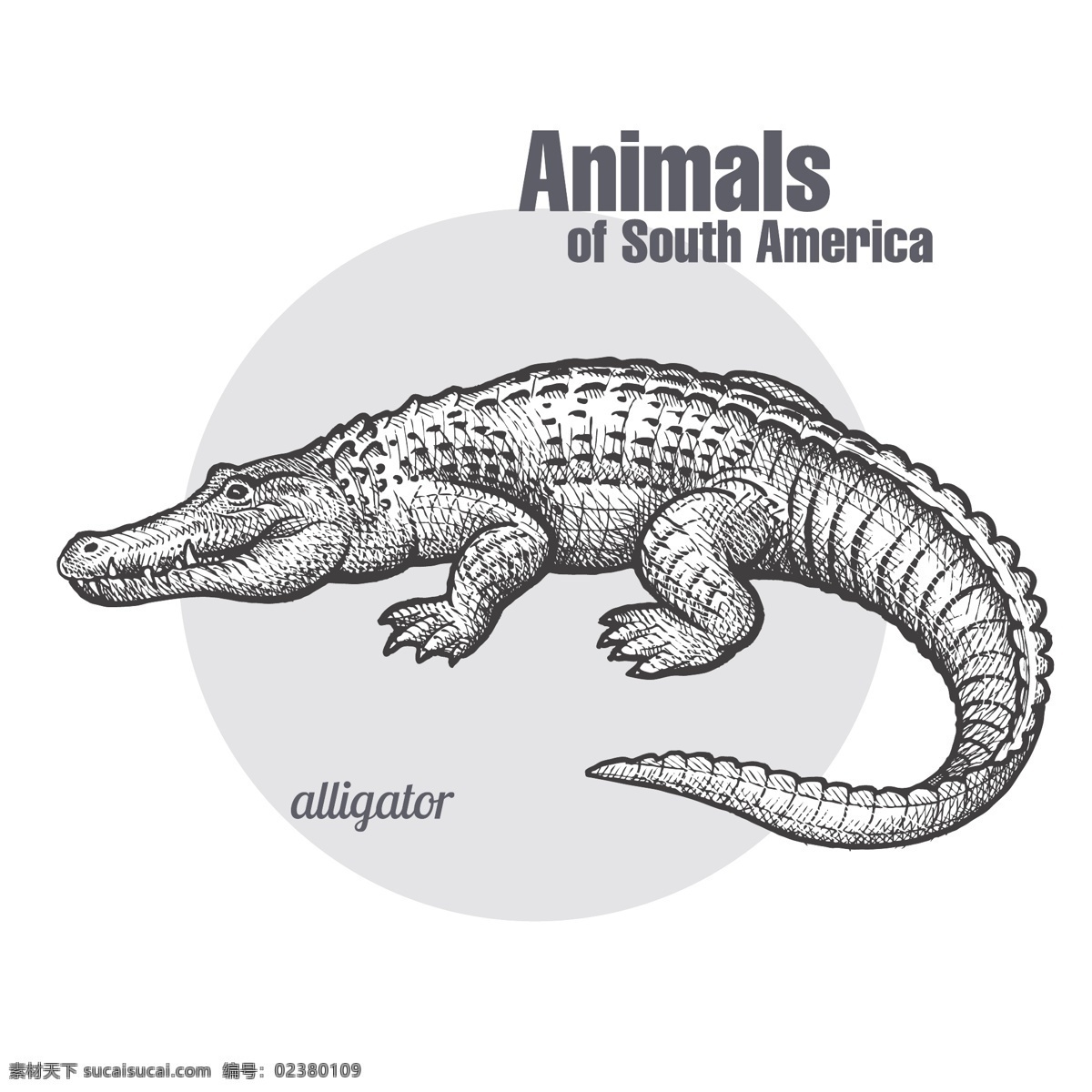 素描 效果 手绘 鳄鱼 插画 矢量 草图 动物 矢量素材