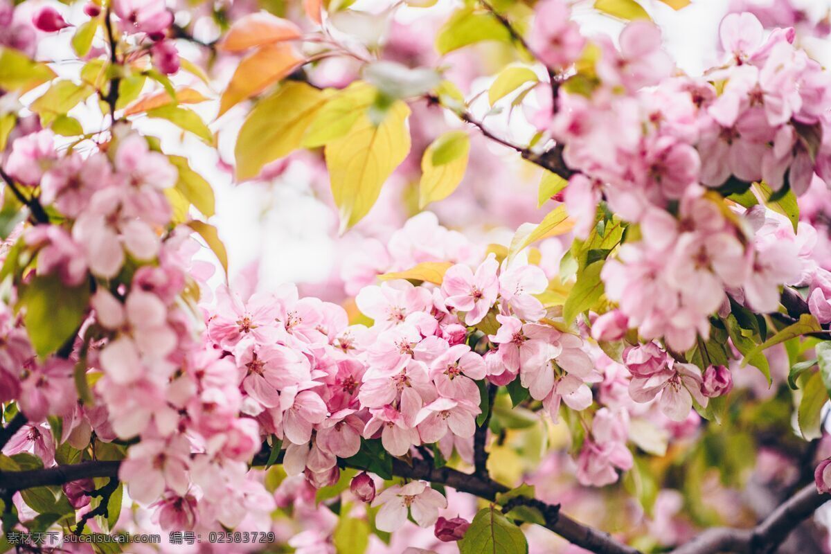树枝 上 艳丽 桃花 树枝上的桃花 美丽的桃花 艳丽桃花 桃花运 花枝招展 花之物语 花艺 插花艺术 春天的桃花 粉色桃花 漂亮的桃花 生物世界 花草