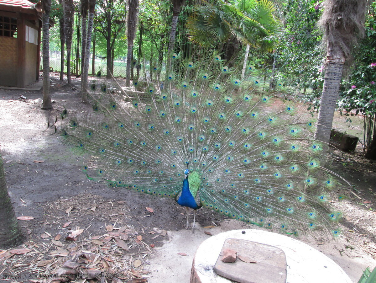 孔雀開屏 孔雀 開屏 美麗 動(dòng)物 鳥類 生物世界