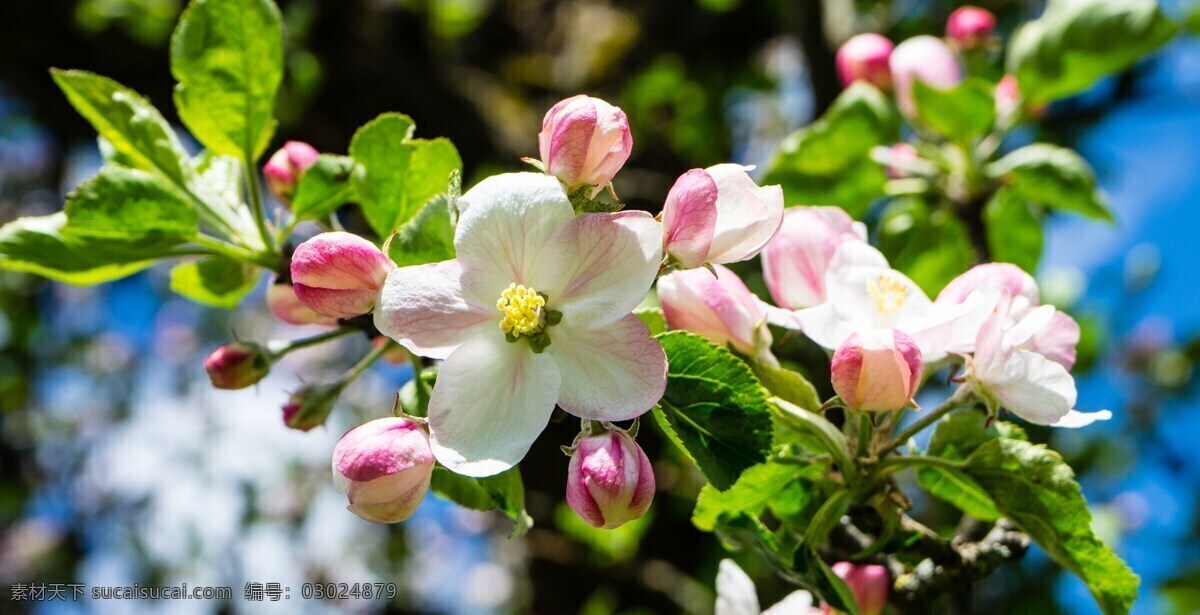 苹果花 苹果树 芽 果树 科 苹果树花 春天 盛开 开花 粉红色 梅花 白 性质 春天的花朵 苹果 花园 开花枝 面朝大海 春暖花开 天空 蓝色 成长 自然景观 自然风景