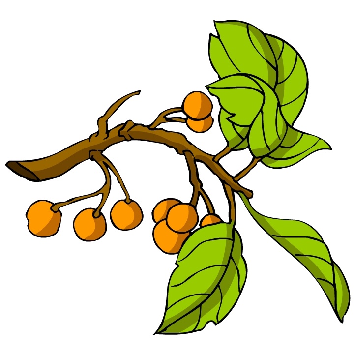花卉古典插畫 植物插畫 矢量素材 設(shè)計(jì)素材 矢量植物 矢量圖庫 白色