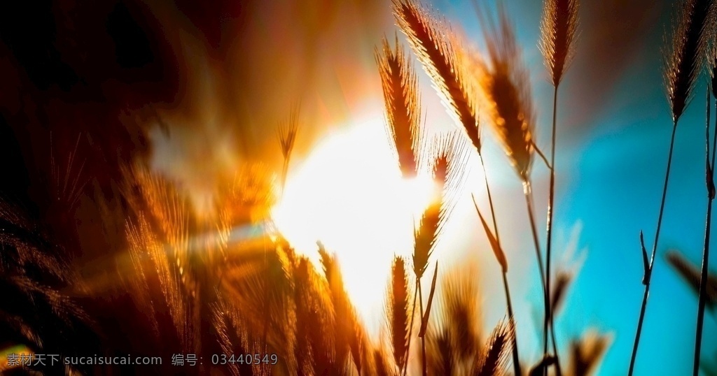 小麦图片 小麦 麦子 麦芒 夕阳 逆光 太阳 光 镜头 文艺 清新