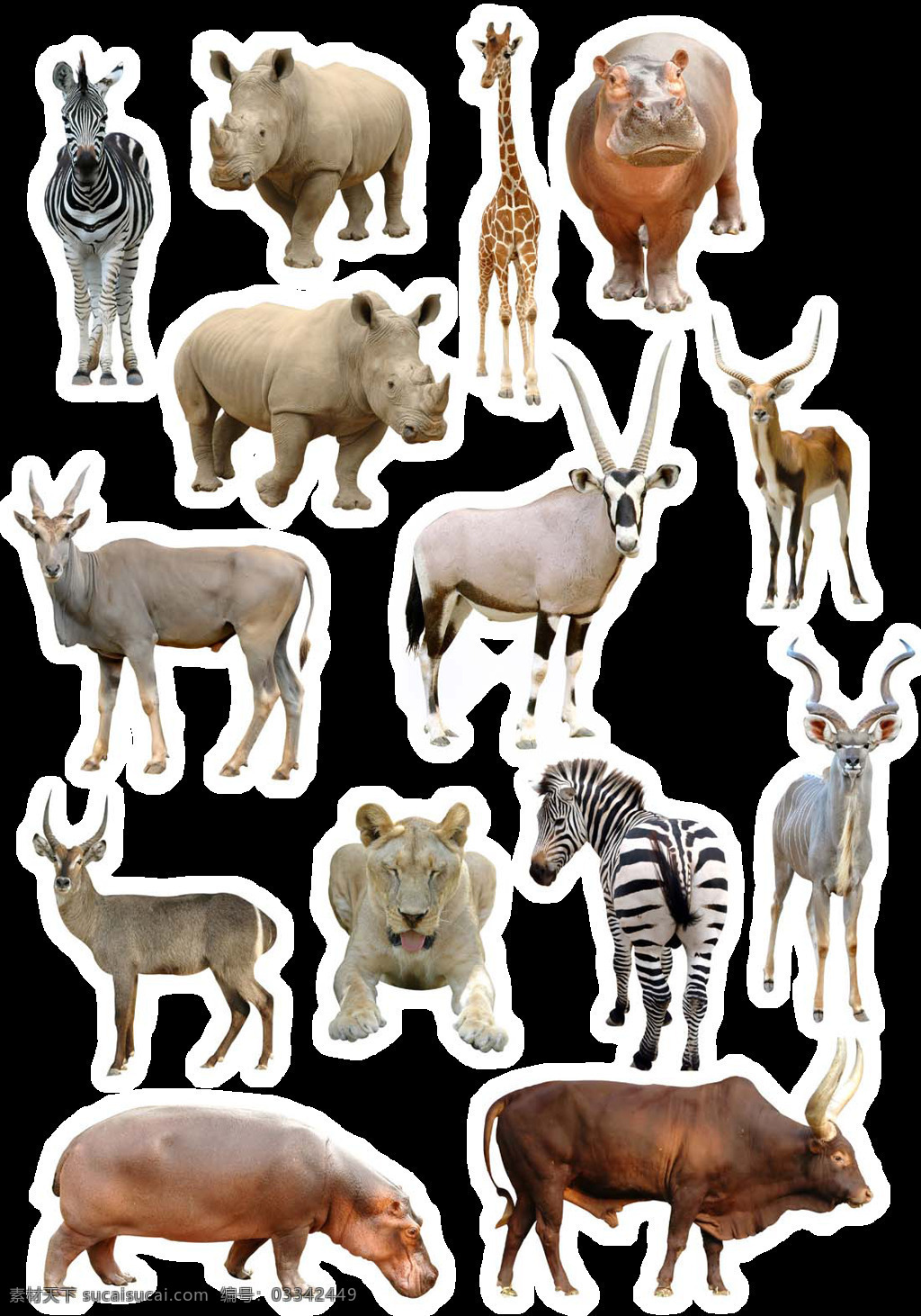 各种动物大全 动物 狮子 斑马 动物园 犀牛 藏羚羊 鹿