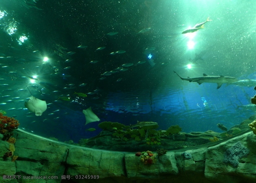 香港海洋公园 香港 海洋公园 海洋奇观 海底世界 观赏鱼 穹顶 鱼类 生物世界