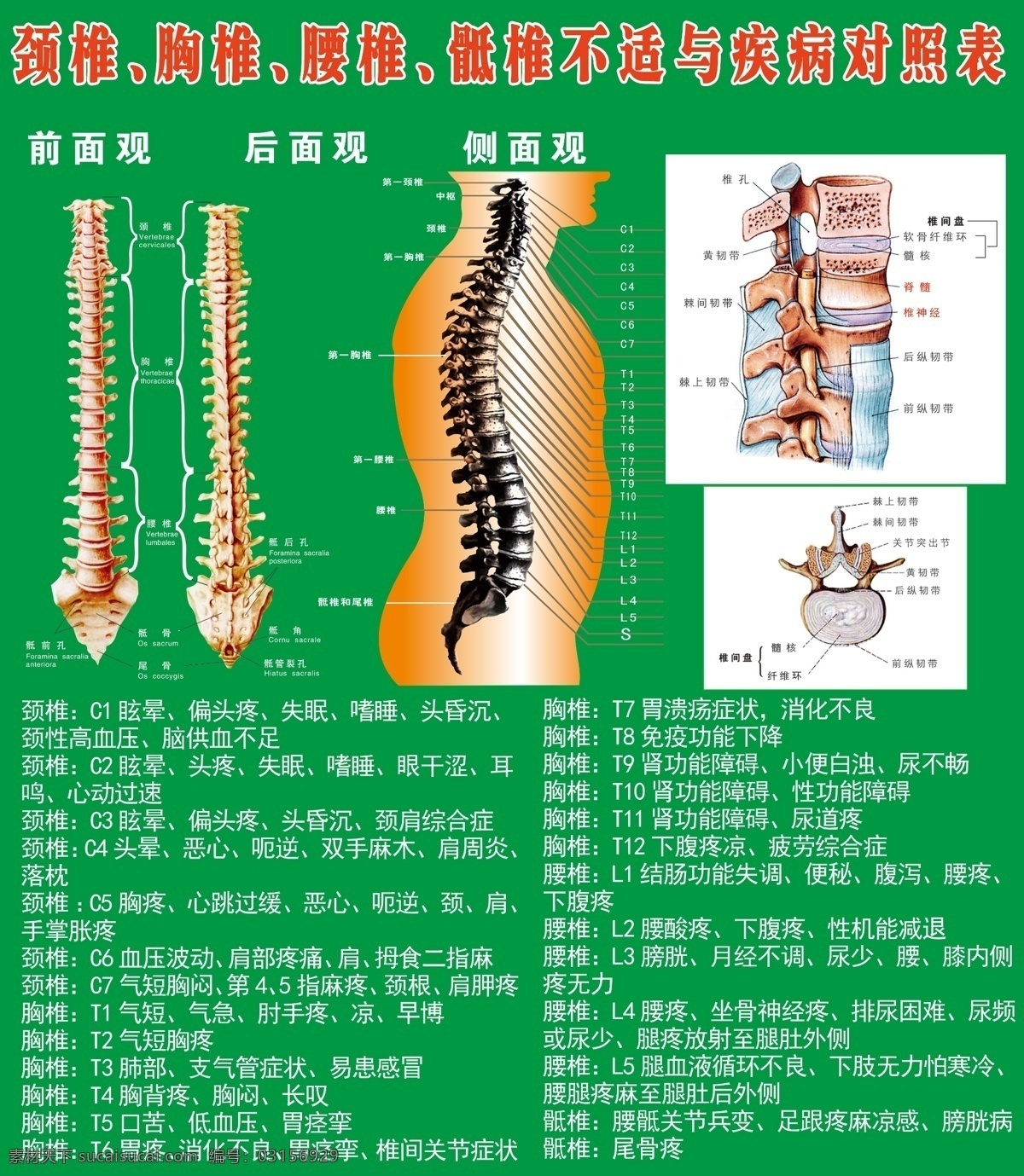 脊椎對(duì)照表 頸椎 腰椎 骶椎 骶 椎 不適 疾病 對(duì)照表 綠色