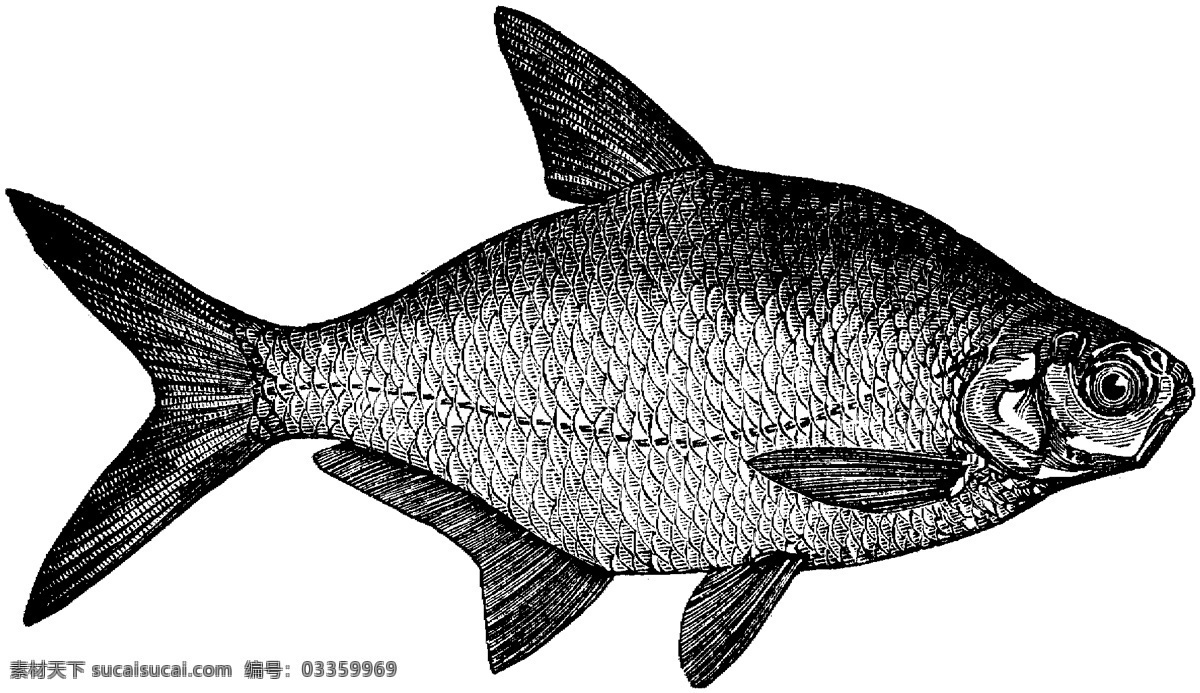水生動物 fish 魚 動物素描 設(shè)計素材 動物專輯 素描速寫 書畫美術(shù) 白色