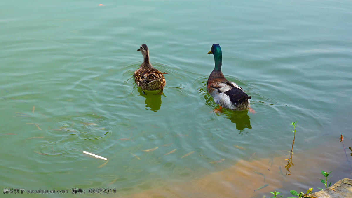 水中鸭子 长沙市 省森林植物园 樱花湖 风景 风光 生物世界 家禽家畜
