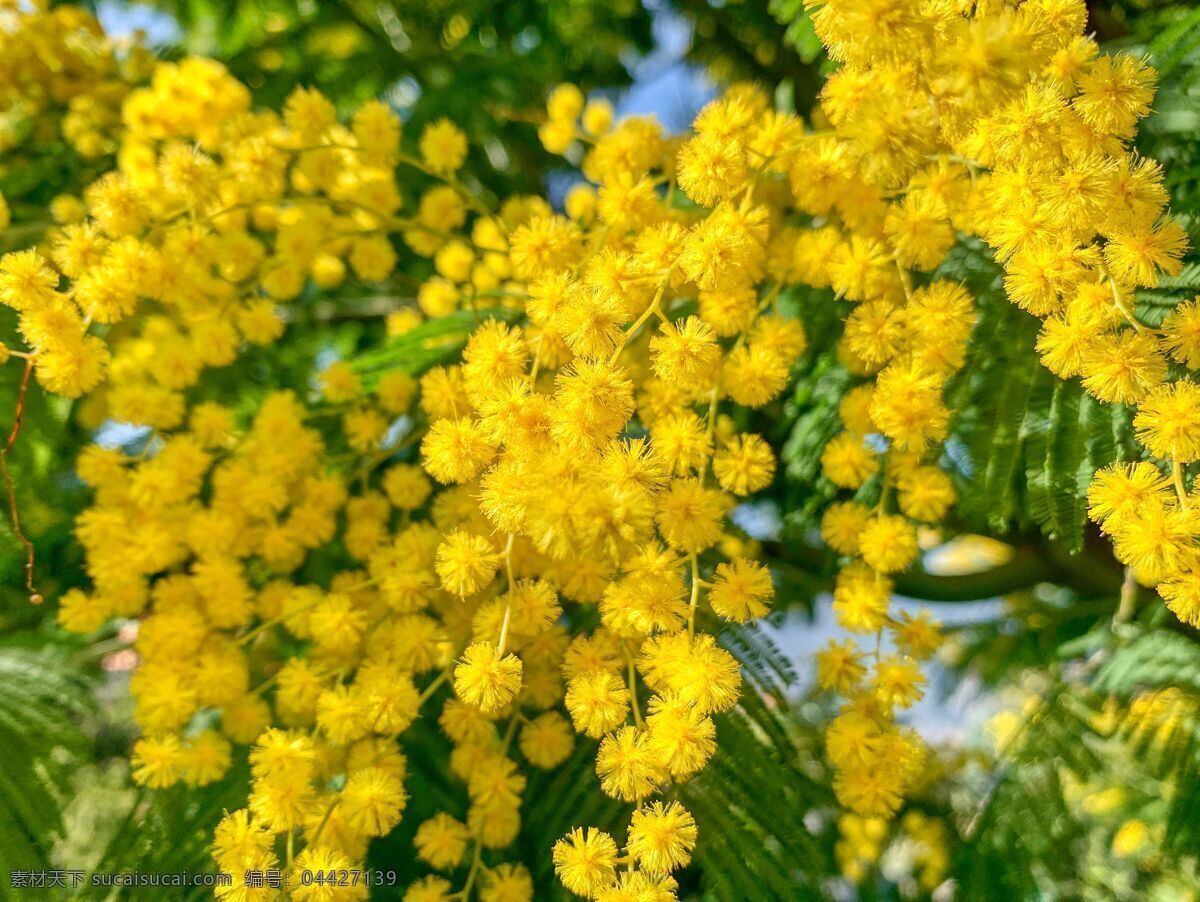 含羞草图片 含羞草 观赏植物 绿化植物 园林绿化 苗圃 花圃 生物世界 花草