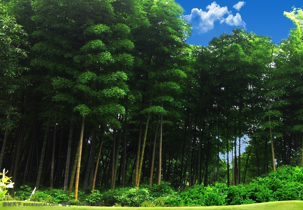 竹海 竹子 竹林 蓝天 绿色 毛竹 初来乍到 自然景观 自然风光