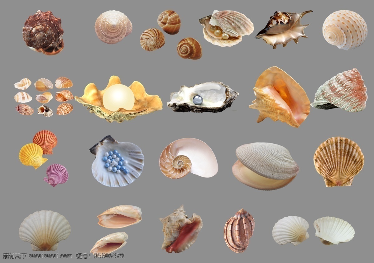 贝壳图片 贝壳 珍珠 海螺 螺 海洋生物 生物世界 透明底 免抠图 分层图 分层 动物透明底