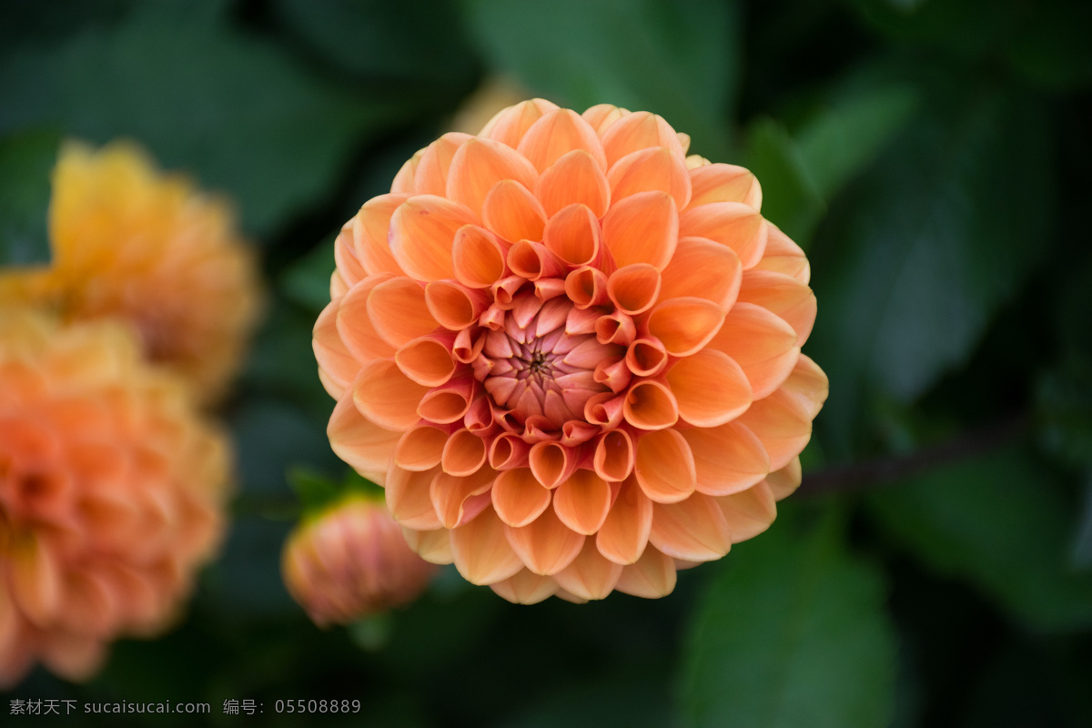 黃色花朵 花卉 黃色花卉 植物背景 植物綠化 花蕾 花瓣 絢麗花朵 美麗花朵 花 生物世界 花草